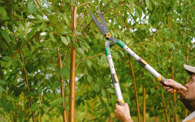 Tree trimming in Jenkinsburg, GA